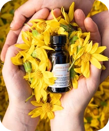 Arnica Oil