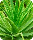 AloeVera